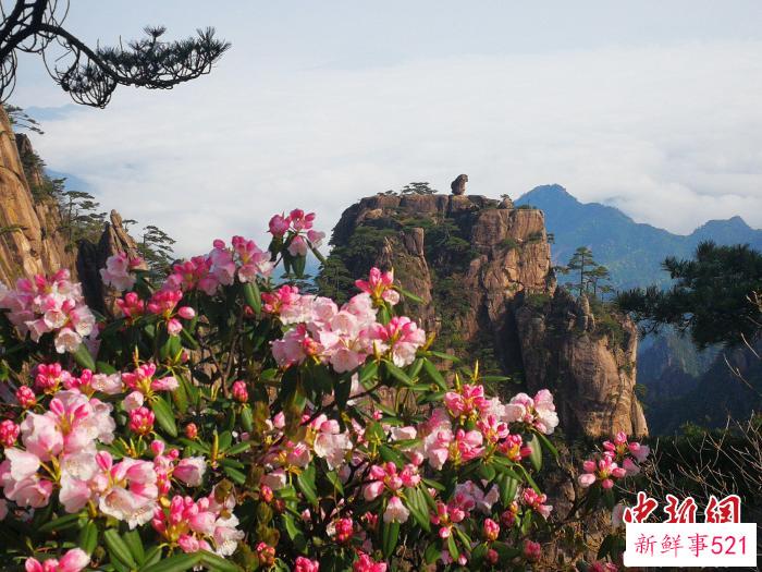 黄山风光 黄山风景区供图