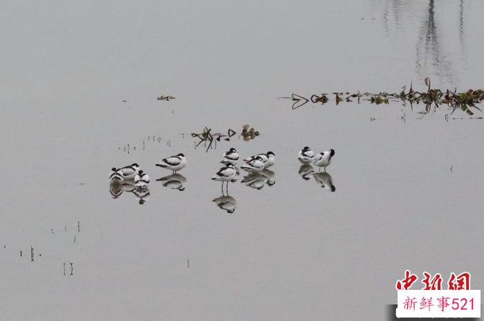 反嘴鹬在西溪湿地莲花滩休息 杨作英 摄