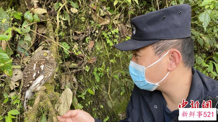 图为民警将斑头鸺鹠放生。　文山边境管理支队供图