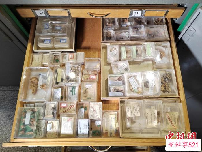 中科院古脊椎所标本馆的小哺乳动物化石收藏柜。　中科院古脊椎所 供图