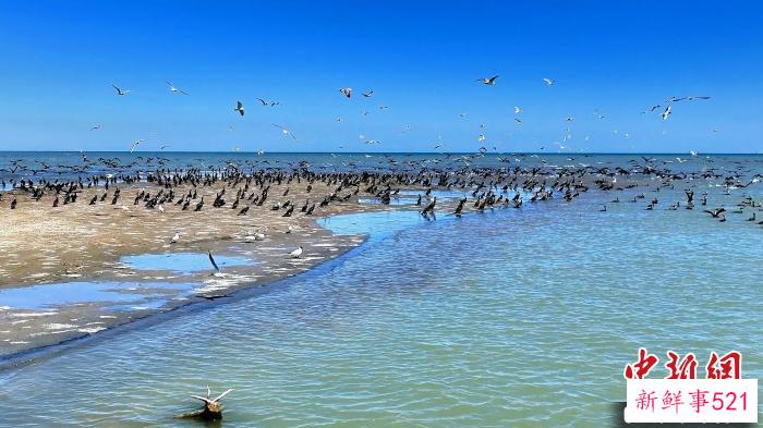 春来候鸟归，声鸣十里。　 杨辈兰 摄