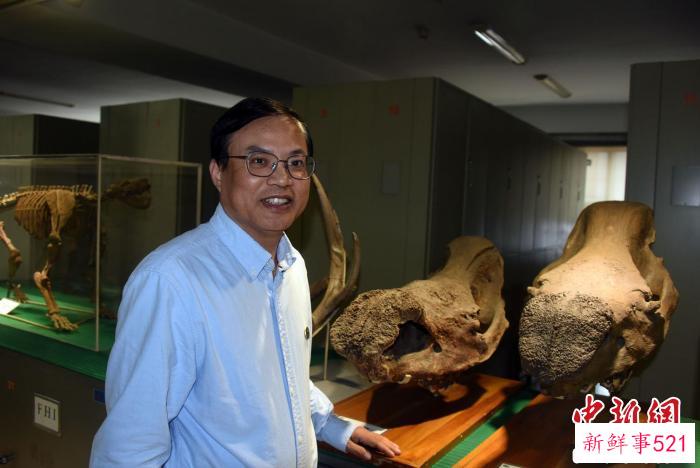 中科院古脊椎所标本馆，邓涛研究员介绍馆藏化石标本。　记者 孙自法 摄