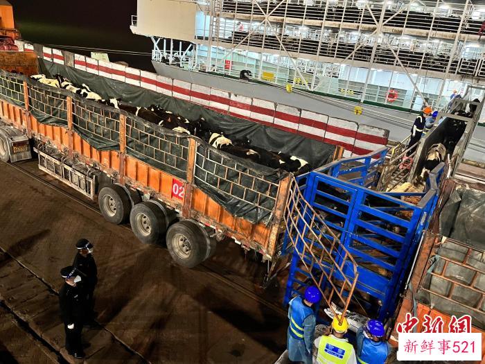 边检民警全程监护活牛卸载入境。　广西钦州保税港区出入境边防检查站供图