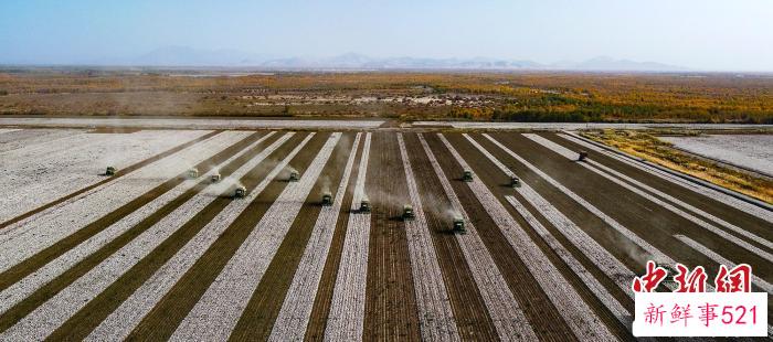 在新疆兵团棉田里，大型采棉机正在进行机械化采摘作业。(资料图) 新疆兵团第三师融媒体中心供图