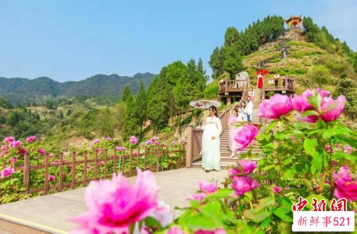 资料图为垫江牡丹。　垫江县委宣传部供图