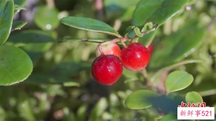 人这一辈子，一定要去一趟塔河！