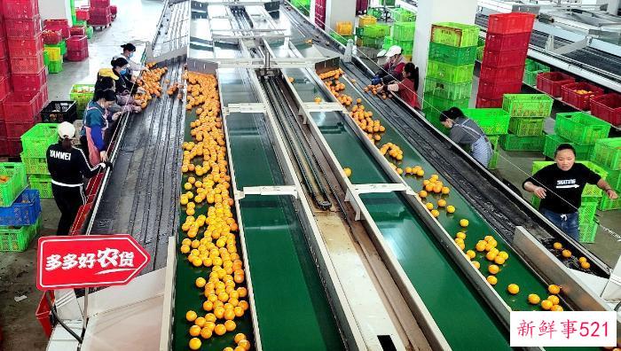 90后返乡“新农人”借力拼多多 把高原沃柑“扛”出大山