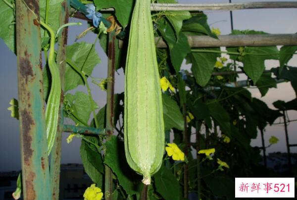 八角瓜的禁忌男女老少都可以吃(只要不吃太多)