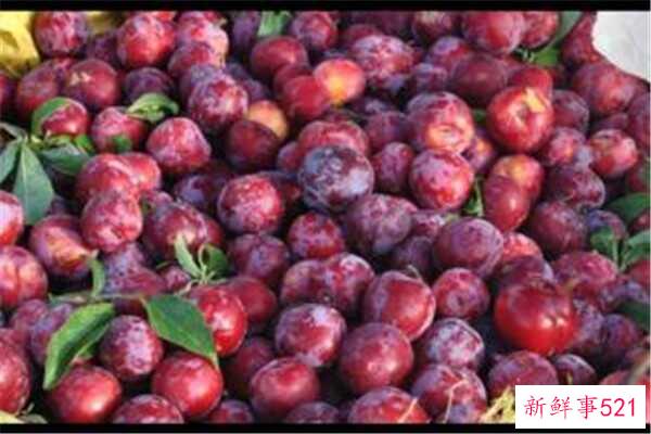 梅子酸可以加糖吗？加入苹果后 李子会变甜(成熟)