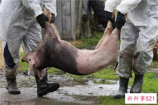 猪瘟会通过空气传播吗？为什么会出现猪瘟？