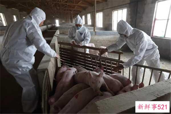 猪瘟会通过空气传播吗？为什么会出现猪瘟？