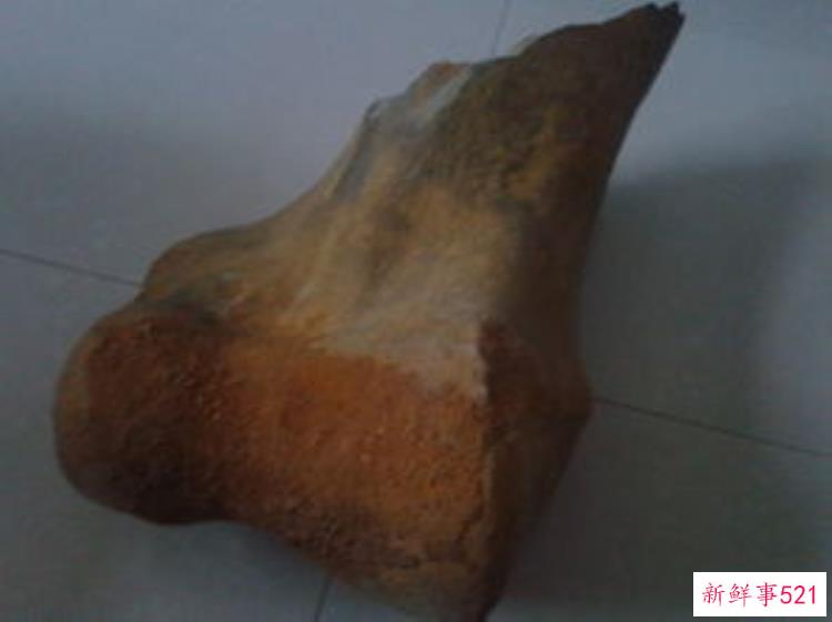 化石贵不贵，好几亿年的化石值钱吗