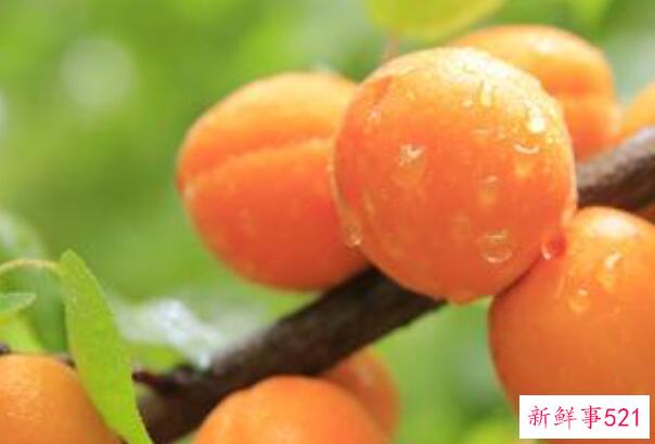 山竹和杏可以一起吃吗？可以(杏可以缓解风寒症状)