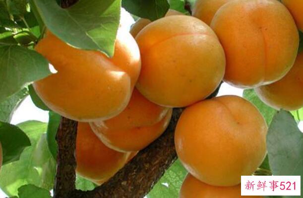 山竹和杏可以一起吃吗？可以(杏可以缓解风寒症状)