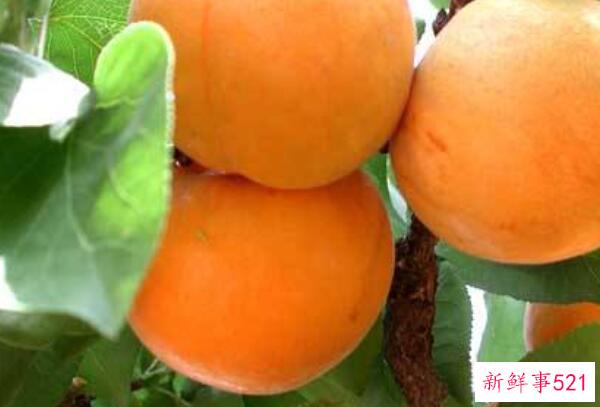 山竹和杏可以一起吃吗？可以(杏可以缓解风寒症状)