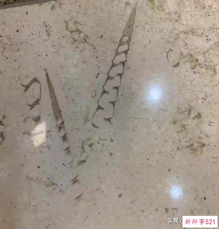 化石贵不贵，好几亿年的化石值钱吗