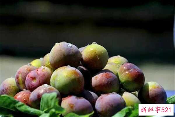 梅子酸可以加糖吗？加入苹果后 李子会变甜(成熟)