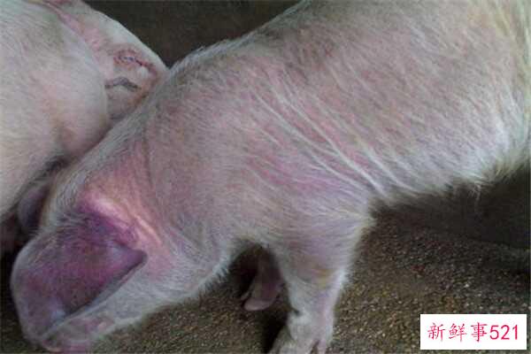 猪瘟会通过空气传播吗？为什么会出现猪瘟？