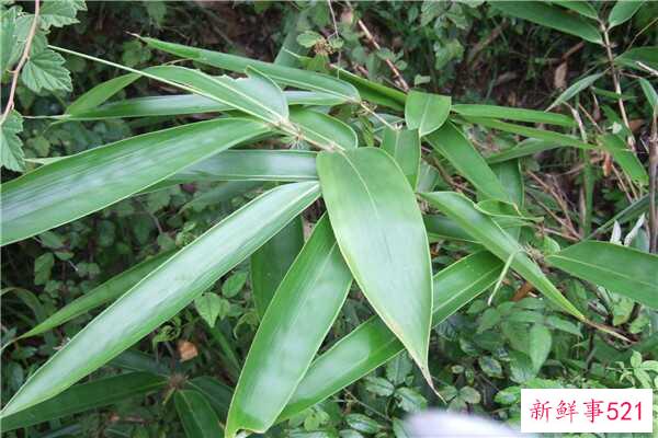 猪瘟会通过空气传播吗？为什么会出现猪瘟？