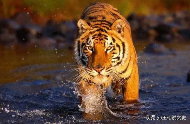 老俗话：女子三不娶，绵羊、老虎和四白！何为四白，这话有理吗？