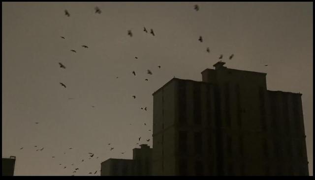 林业部门回应“吉林四平出现成群乌鸦”：下雪降温所致，与地震无关