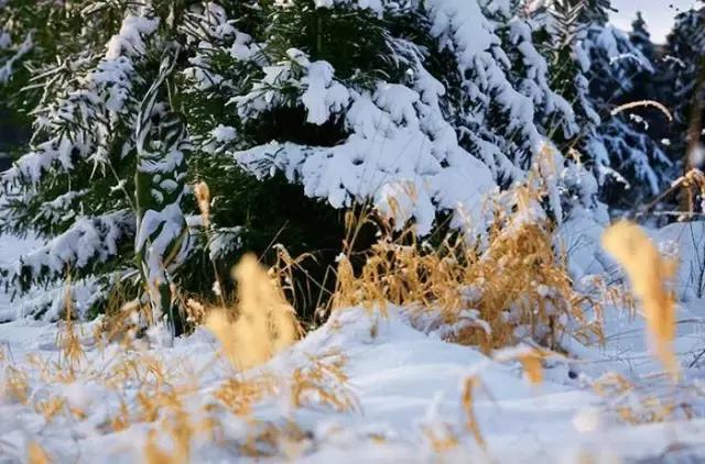 找出隐藏的少女,听说找到15个以上就是高智商!敢不敢试试?