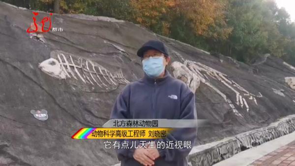 男子不幸与黑熊狭路相逢,血肉模糊!他倒地装死