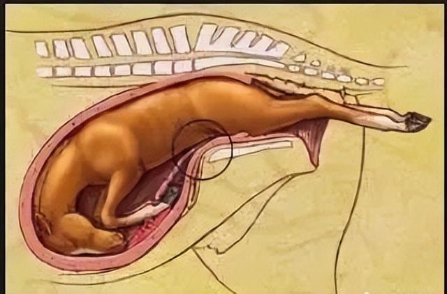 与动物相比，为什么人类女性生孩子如此困难？