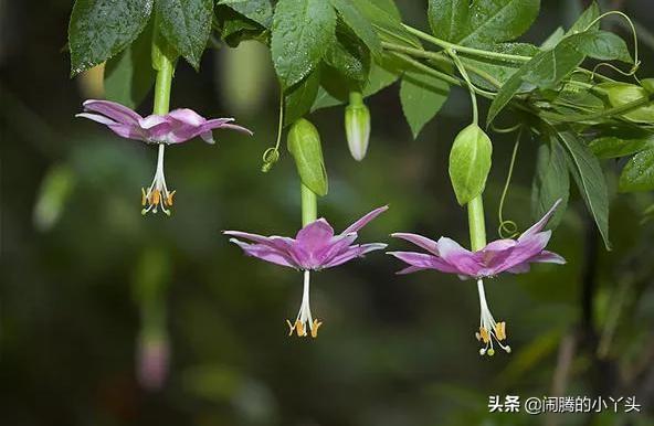 百香果花奇特形，时钟花里憧憬语