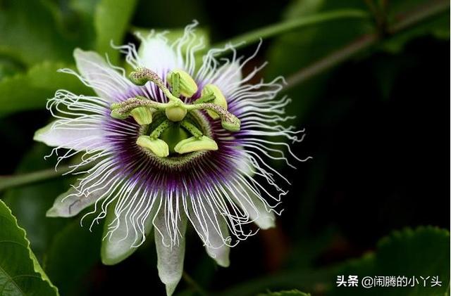 百香果花奇特形，时钟花里憧憬语