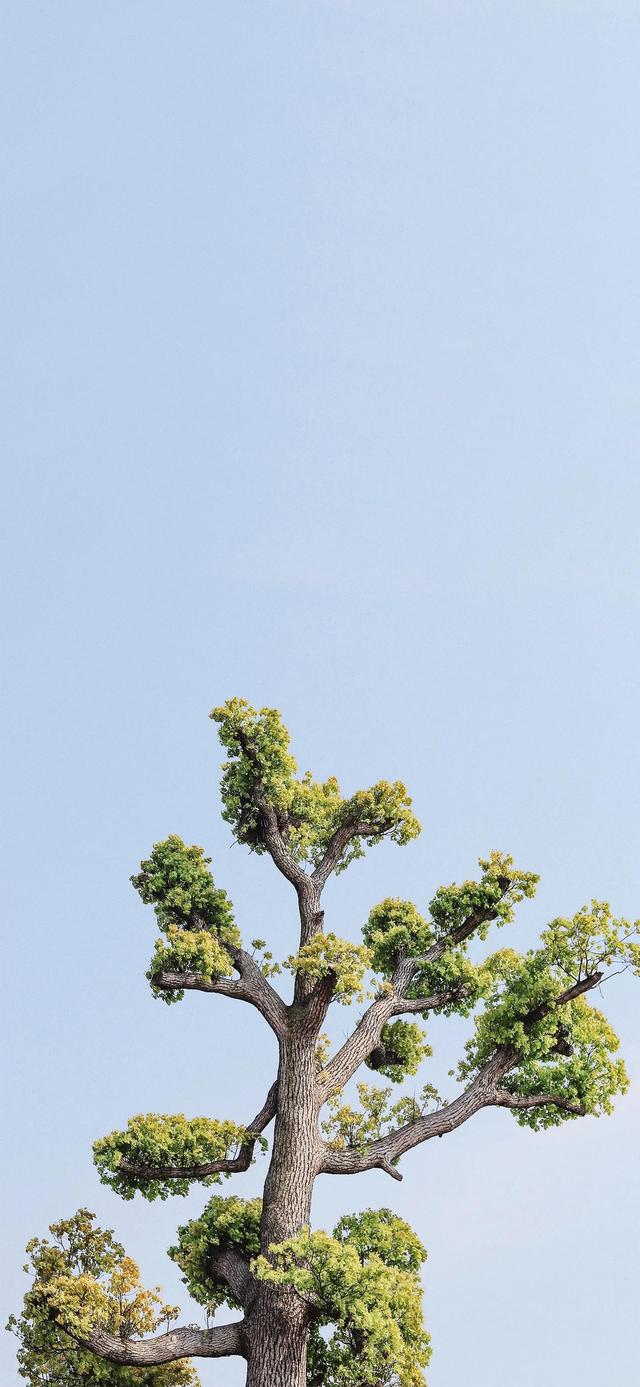 好看壁纸之香车美女