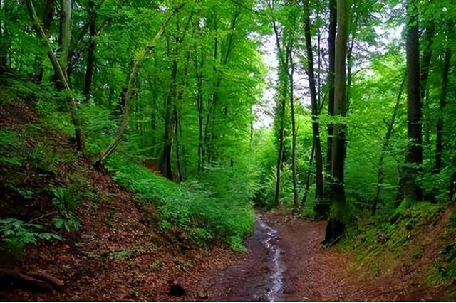 08年，29岁华裔女作家遭15岁男孩侵犯，对方律师却称：她先勾引的