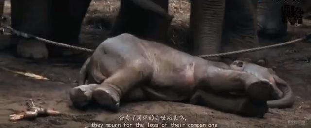 一位47岁美女的受虐实录