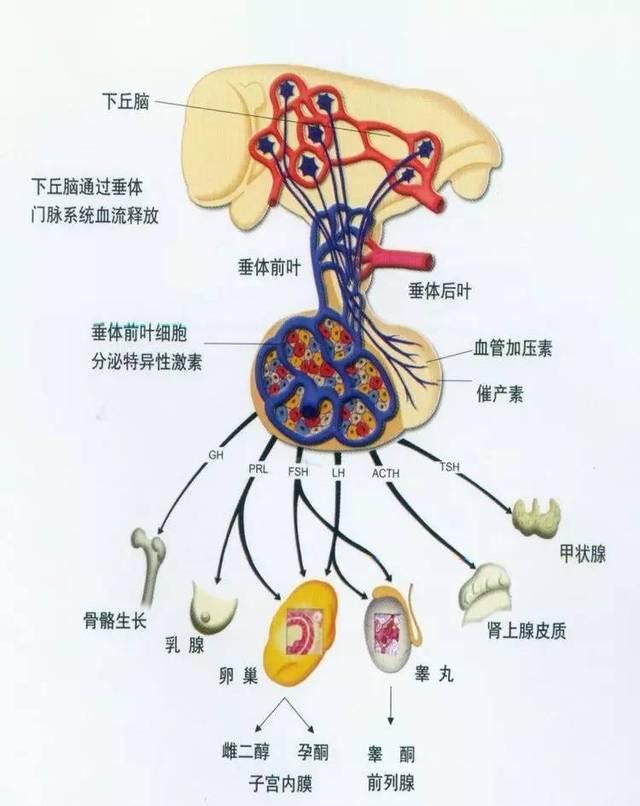 老了吗？女性何时进入衰老期