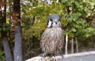 超级搞笑gif动图美女动物笑图10张