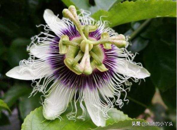 百香果花奇特形，时钟花里憧憬语