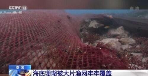 触目惊心！泰国某海域海底珊瑚被大片渔网覆盖