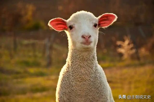 老俗话：女子三不娶，绵羊、老虎和四白！何为四白，这话有理吗？