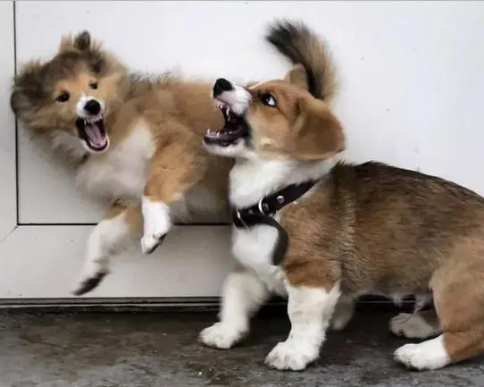 公狗交配后母狗会攻击公狗,是它做错了?母狗想揍它