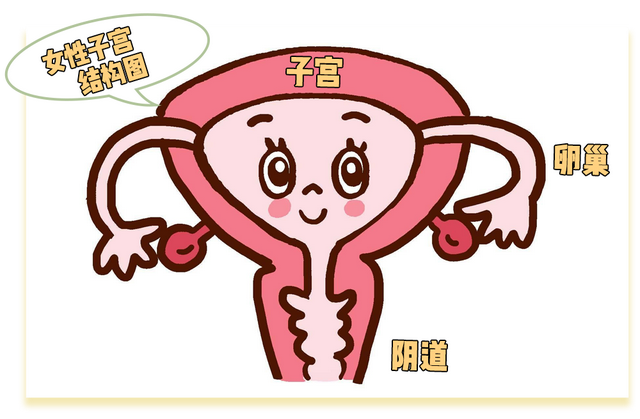 啪啪啪多了那里真的会变松吗？真相其实是