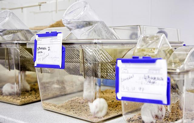 颧髎穴，脸上的穴位，治疗各种面部疾患，牙痛，脸部抽搐，歪嘴等