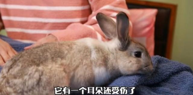 人美心善！港知名女星晒万尺豪宅再添新宠，独居北京不婚不生