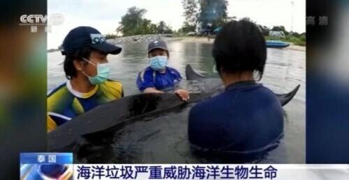 触目惊心！泰国某海域海底珊瑚被大片渔网覆盖