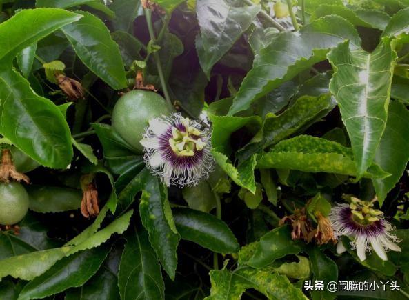 百香果花奇特形，时钟花里憧憬语