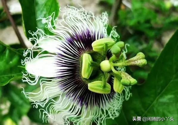 百香果花奇特形，时钟花里憧憬语