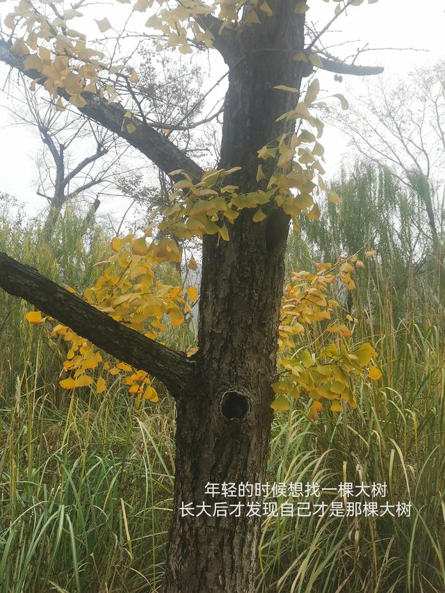 一个女人的十年