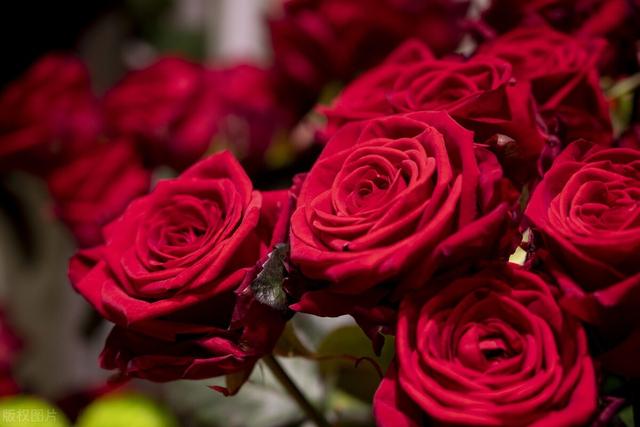 才女林徽因：用英语告诉你，什么叫真正的“才女”？