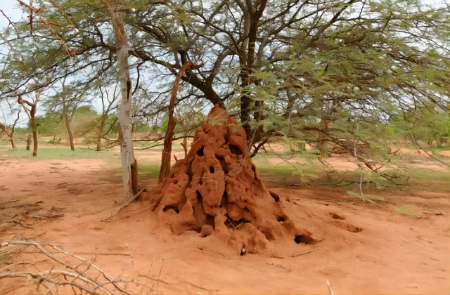 “男士见我，要亲吻我的右脚。”北京女孩王维丽成非洲女王，牛！