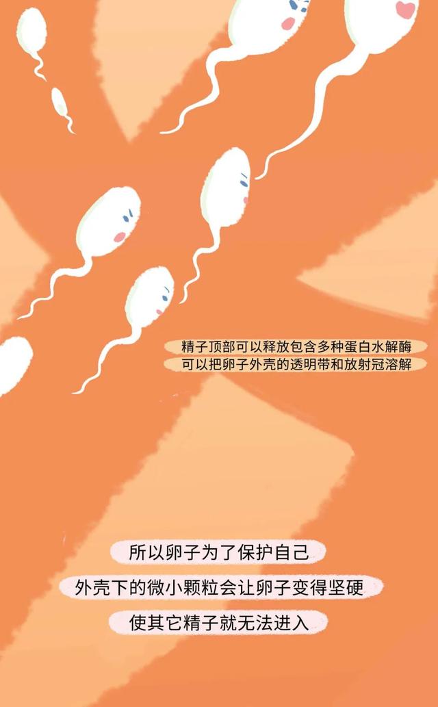 女人是如何怀孕的？全过程图曝光！