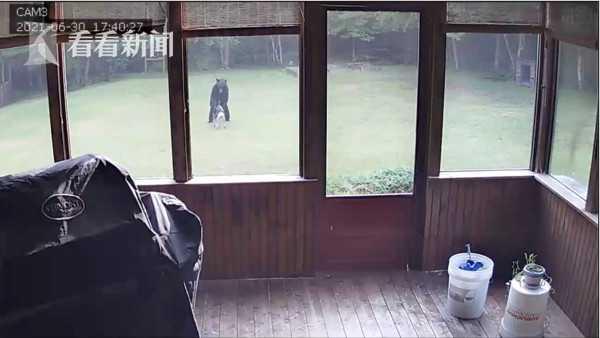 自己的狗在院子和熊玩 美国女子听邻居说才知道